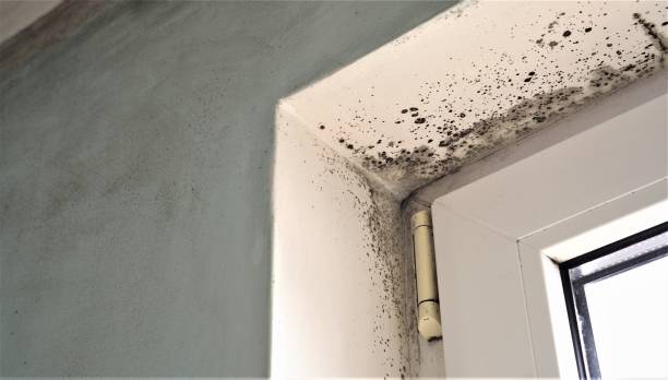 Mold Remediation for Rental Properties in Richland, GA