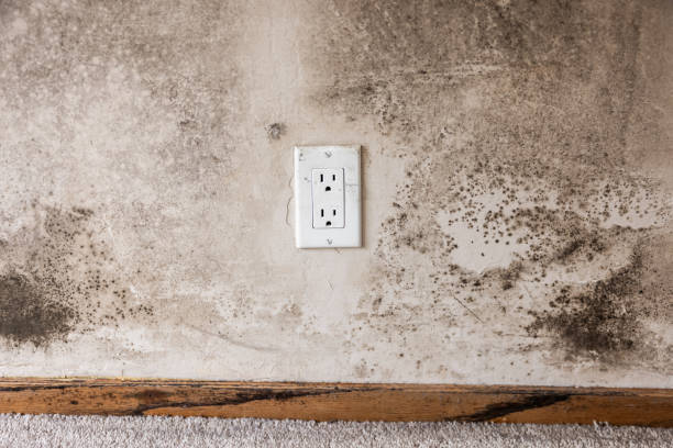  Richland, GA Mold Removal Pros
