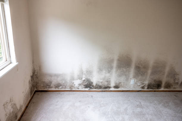 Best Mold-Related Health Consultation  in Richland, GA