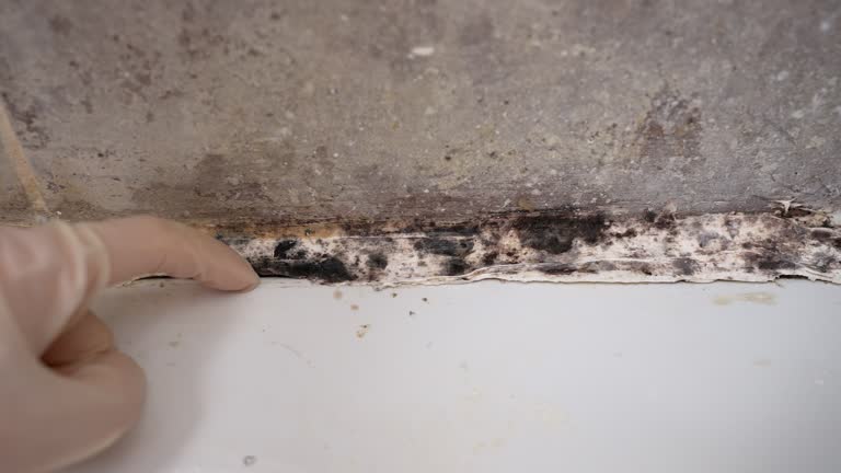 Best Dehumidification Services  in Richland, GA
