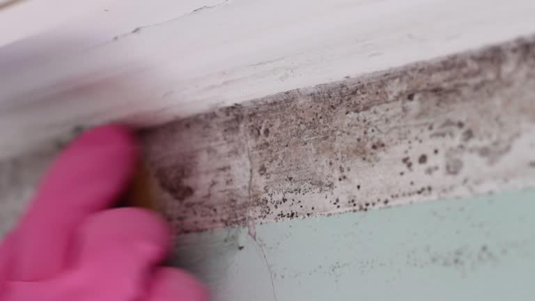 Best Attic Mold Removal  in Richland, GA